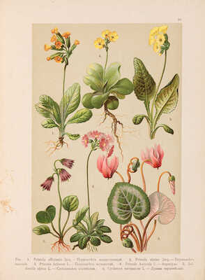 Монтеверде Н.А. Ботанический атлас. СПб.: А.Ф. Девриен, 1906. 